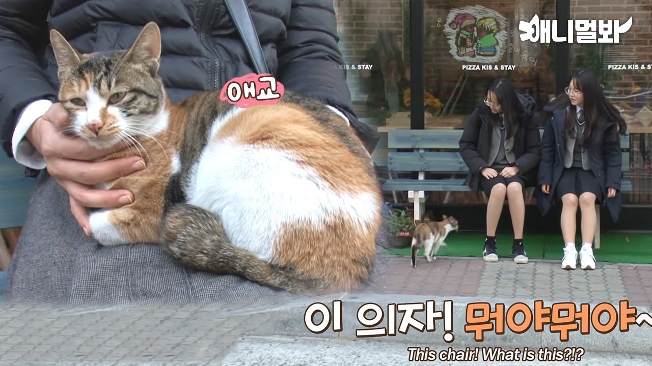 피자집 의자에 앉기만 하면~ 고양이가 무릎위로 온다? 고양이를 부르는 요술 의자