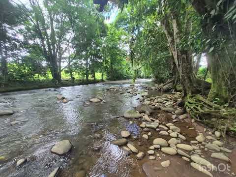 Imagen de Venta de Fincas en Río cuarto - Grecia Río Cuarto - ALAJUELA