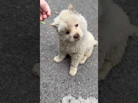 Hành trình cứu bé cún hoang