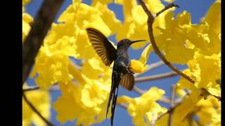 Tim Maia - PRIMAVERA - Carlos Lyra e Vinícius de Moraes