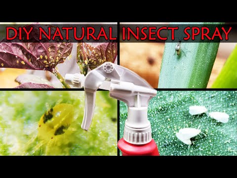 How To Grow Rosemary From Cuttings Two Ways BOTH Easy