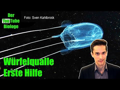 Wie überlebt man den Stich einer Würfelqualle?