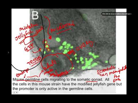 Misexpression of Genes, BIO105 Introductory Biology, David Champlin, USM