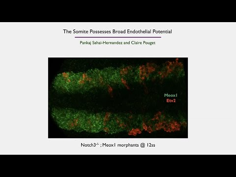 The Molecular Cues That Regulate Hematopoietic Stem Cell Specification: Four Roles of the Somite