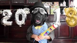 A dog's celebration on New Year's Eve