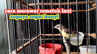 Download lagu THIS IS THE RIGHT WAY TO CARE FOR SEA REMETUK BIRDS SO THEY SING OUT VERY FREQUENTLY‼️Listen care... mp3 Download lagu THIS IS THE RIGHT WAY TO CARE FOR SEA REMETUK BIRDS SO THEY SING OUT VERY FREQUENTLY‼️Listen care... mp3