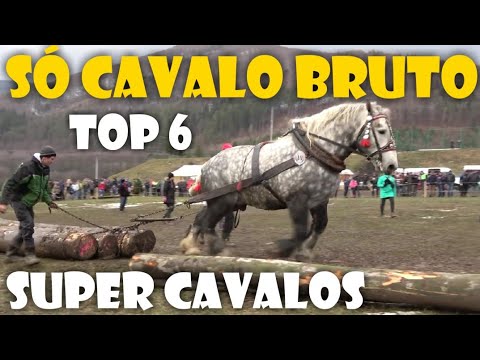 , title : 'Os Cavalos mais fortes do mundo / Competição BRUTA #TOP 6'