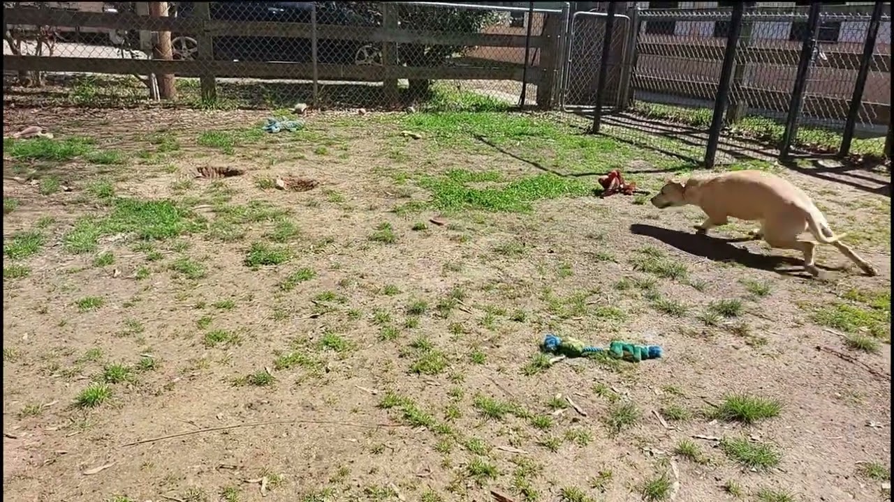 Pipster, a Adoptable mixed breed in Rossville, TN video 6/6