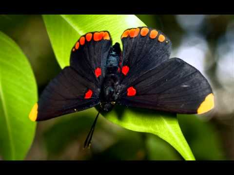 Melodias del Reino mix 1 de 4