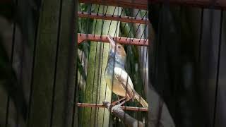 Download lagu PRENJAK MUDA ANGKATAN GACOR mp3 Download lagu PRENJAK MUDA ANGKATAN GACOR mp3