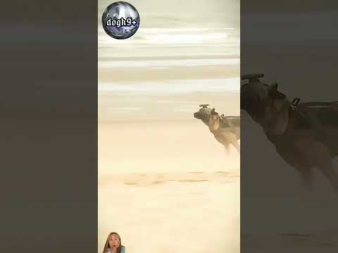 Amazing dog #military #pilot  #k9 #training  #shaolinkungfu