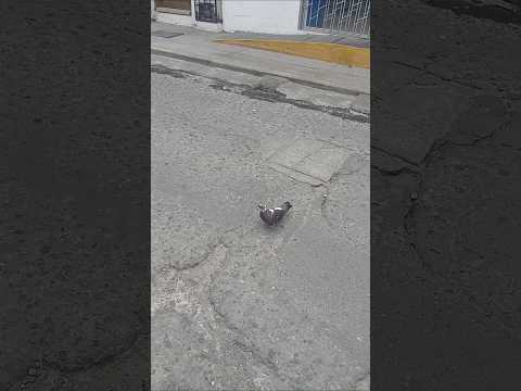 Que ternura de paloma en Calarcá #quindio #colombia #suscribete