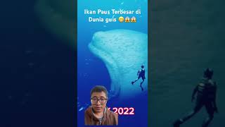 Download lagu Ikan Paus terbesar makan Manusia Guis, Serem!😱😱 #feedshorts #youtubeshorts #shortsviral #ikanbesar mp3 Download lagu Ikan Paus terbesar makan Manusia Guis, Serem!😱😱 #feedshorts #youtubeshorts #shortsviral #ikanbesar mp3
