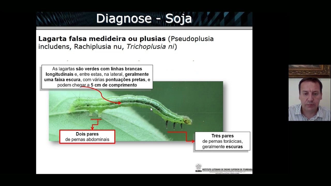 Aula 10: Manejo Integrado de Pragas da Soja, Feijão e Arroz