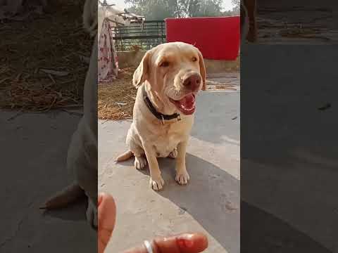 #Naseeba bhi kya rang laya kahan lekar aaya mujhe fansaya 💫💫💫💫💫