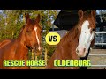 Comparing My Rescue Horse and Oldenburg Colt