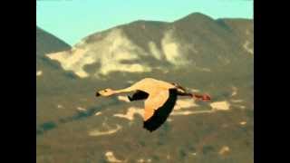 Herbie Mann ~ Never Can Say Goodbye