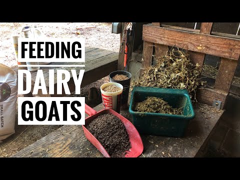 , title : 'What We Feed Our Dairy Goats'