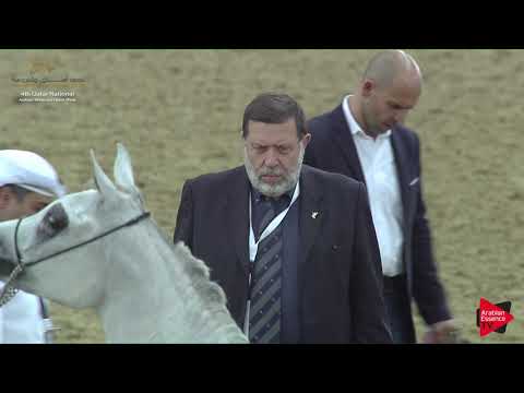 N.38 JUWAIRIAH AL NASSER - 2019 Qatar Nat. Peninsula show - Fillies 2 Years Old (Class 2A) .mp4