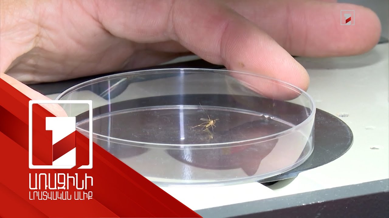 Սեպտեմբերի 13-ի դրությամբ ՀՀ-ում Արևմտյան Նեղոսի տենդի 128 դեպք է արձանագրվել, 4 մարդ մահացել է