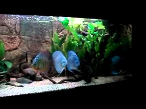 King discus aquarium 1