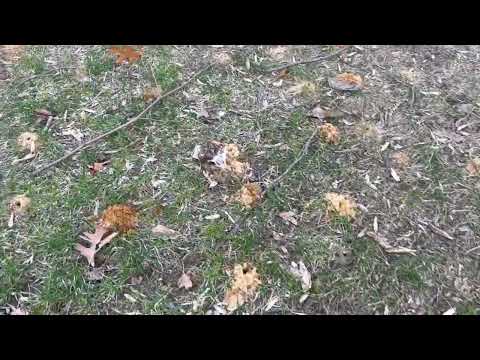 Time for Digger Bees to Emerge in Peapack, NJ