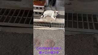 地域猫の白猫です。