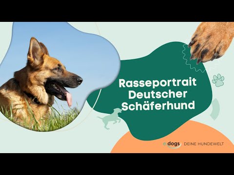 Rasseportrait: Deutscher Schäferhund