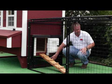 Chicken Coop and a Bit of Poop! Best Chicken Coop and Pen!