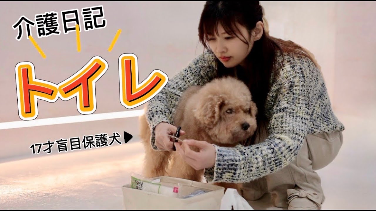 【老犬・シニア犬】おむつが合わなくなった保護犬トイプードルのトイレ問題と今の工夫