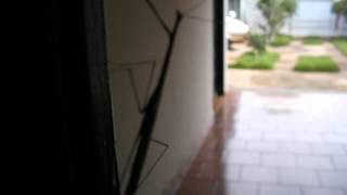 Louva-Deus Praying Mantis in Campo Grande, MS Brasil