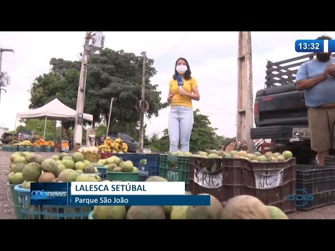 Safra de pequi e bacuri atinge alta de vendas na Nova Ceasa 25 01 2021