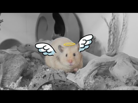 What to do After your Hamster Passes