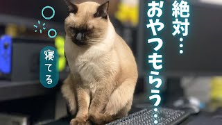 「おやつが欲しいにゃ…」執念の立ち寝で30分待ち続ける保護猫＆ぎりぎりまで眠る北欧猫ｗ【シャム猫/シャムミックス＆ノルウェージャンフォレストキャット】#cat #japanesecat