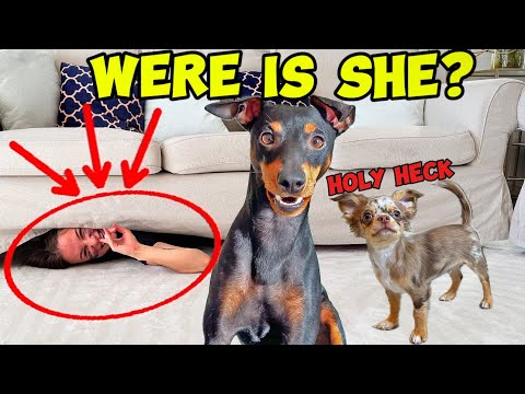 My Puppy Had NO IDEA How Hide and Seek Works