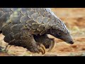 Pangolins And Aardvarks Search For Termites 4K UHD Seven Worlds One Planet BBC Earth