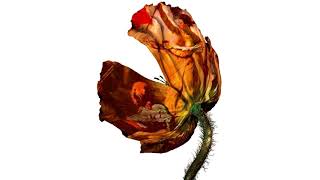 Pet Shop Boys + Coldplay - Viva l&#39;E-mail