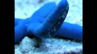 Lucio Dalla - Stella di Mare