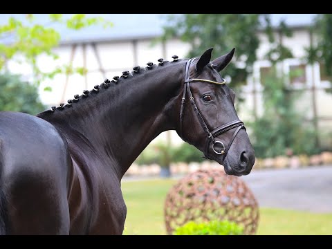 Wallach von Livaldon