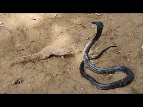 See how Mongoose defeat the huge Black Cobra