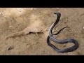 See How Mongoose Defeat The Huge Black Cobra