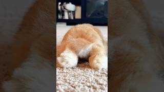 Download lagu I am your Bunny 🐰🐰 #shorts mp3