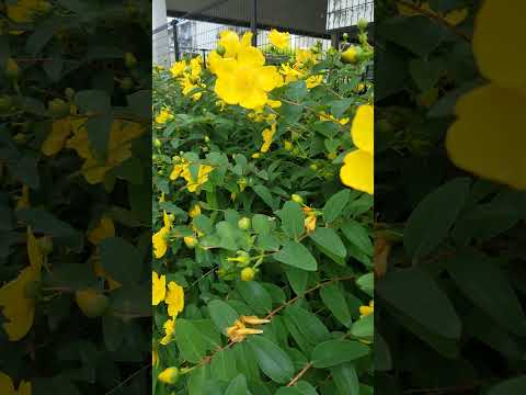 黄色い花 多年草の庭の月見草