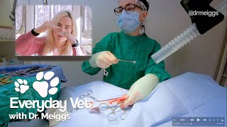 Dog Spay Surgery | Canine Ovariohysterectomy Detailed Walkthrough