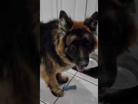 Pastor Bélgica vs Sheltie playing