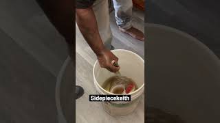 Download lagu Sidepiecekeith walk in on @loverboylew7177 cleaning fresh water fish #spk mp3 Download lagu Sidepiecekeith walk in on @loverboylew7177 cleaning fresh water fish #spk mp3