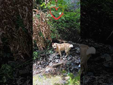 ADORABLE dog Nadia 🐕 #dogshorts #adorablepets #fyp #doglife