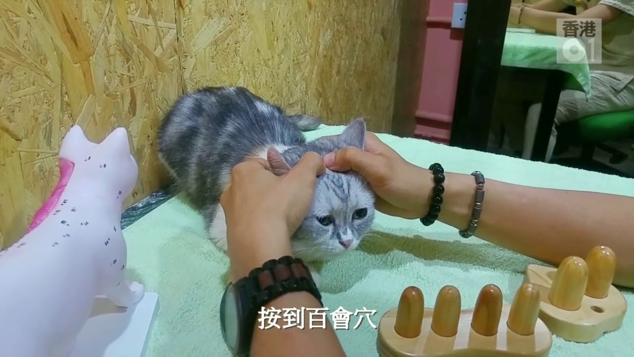 寵物按摩．有片】日掃100次貓貓膀胱經一次過強健心肝脾肺腎｜香港01｜寵物
