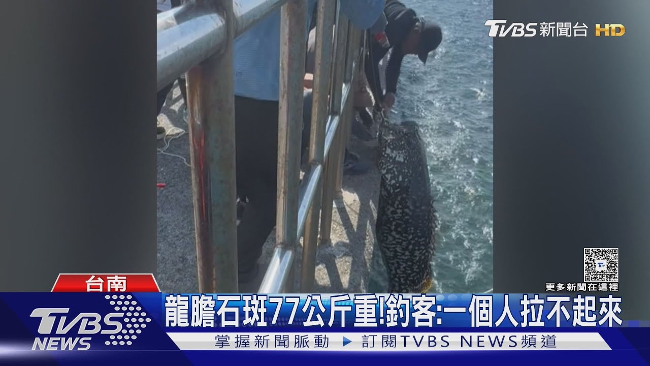 台南釣130斤「巨獸級」龍膽石斑　本人親曝釣過更大的