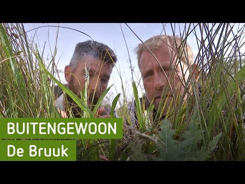 De Bruuk | Buitengewoon 6 oktober 2018